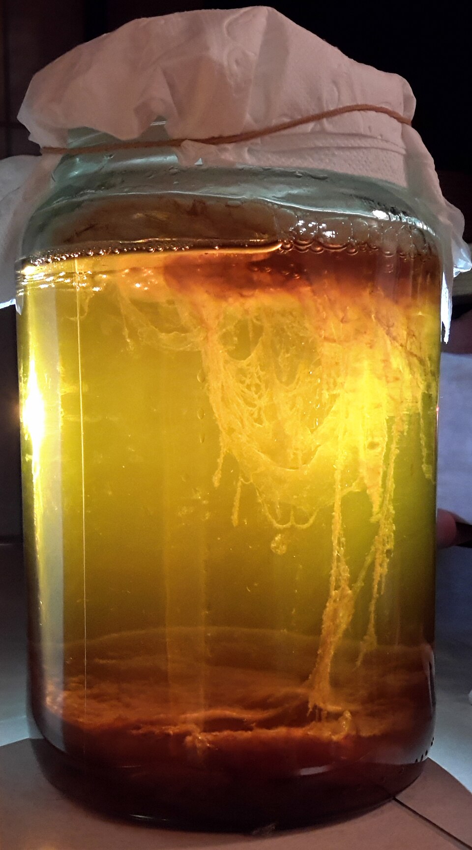 Jarro de vidro com kombucha em fermentação — a cultura SCOBY visível à superfície do chá, iluminada por trás
